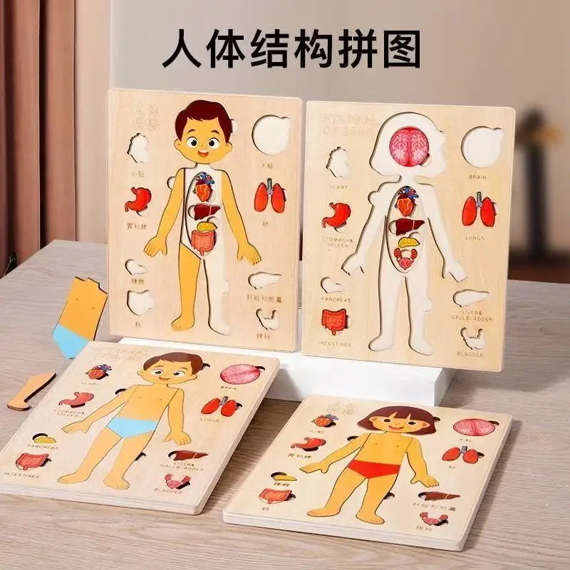 

Human animal structure multi-layer puzzle Montessori teaching aids early education organ cognition boys and girls educational to