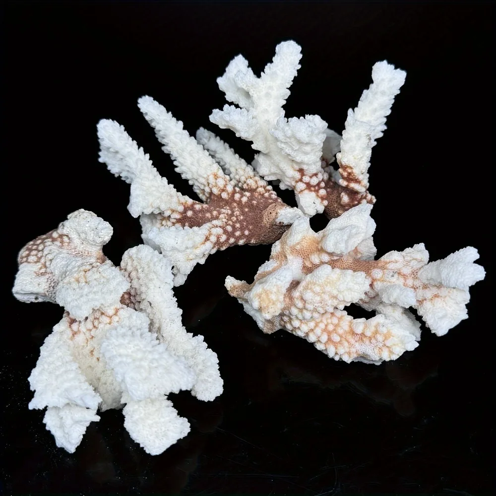 1 قطعة الحجر الطبيعي المرجان العنقودية شظايا الأشكال غير النظامية تزيين الشاطئ قذيفة حوض السمك حوض السمك الديكور #3