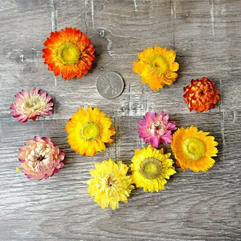 25/pcs，50pcs/lot Immortal flower chrysanthemum head Yellow, pink, blue, white mixed The flower head size is about 2-4cm