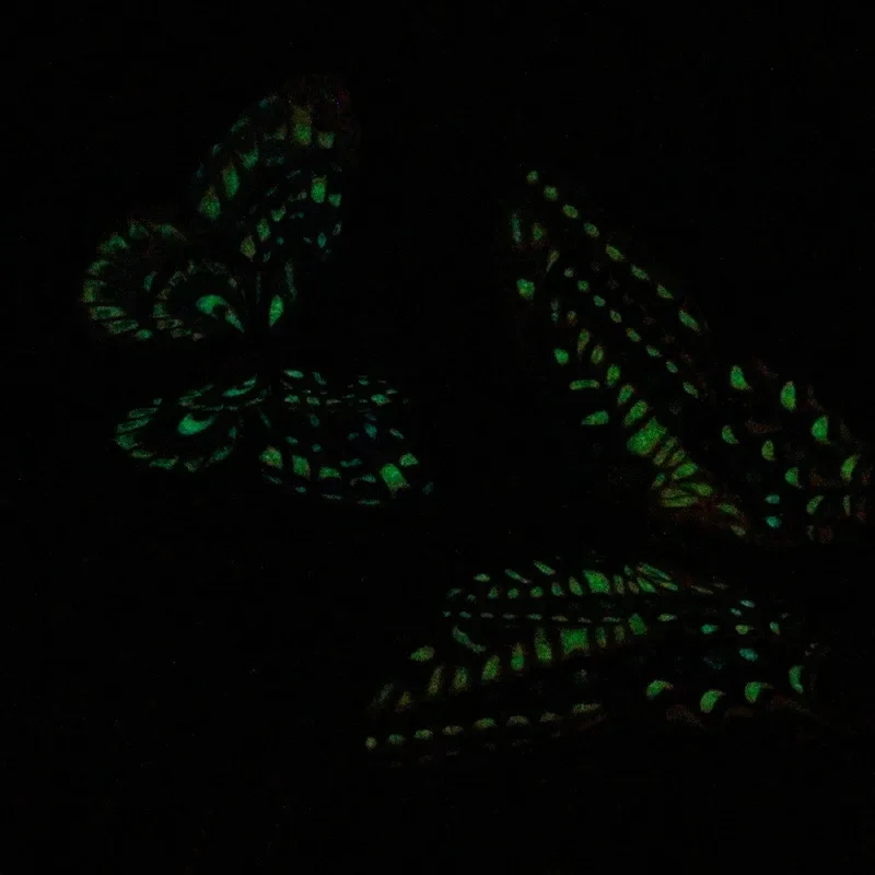 Glow in The Dark 3D Vlinder Muurstickers Dubbele Vleugels PVC Decals voor Thuis Bruiloft Kerst Decor Glow in The Dark Speelgoed