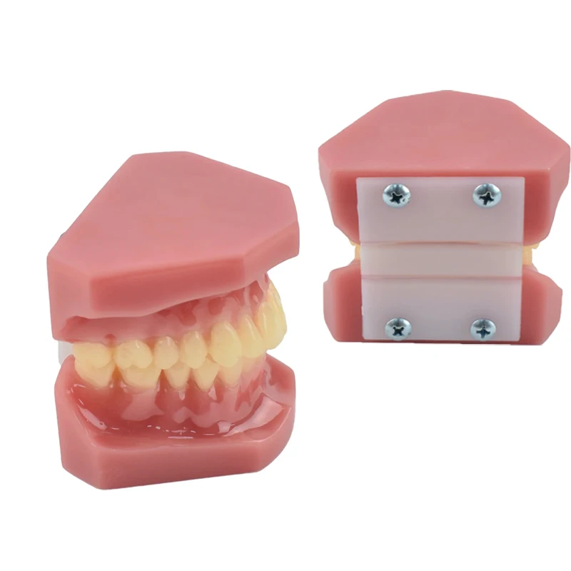 

Dental Teeth Model for Studying Teaching Education Normal Adult Tooth Model Oral Dentistry Medical Dental Products High Quality
