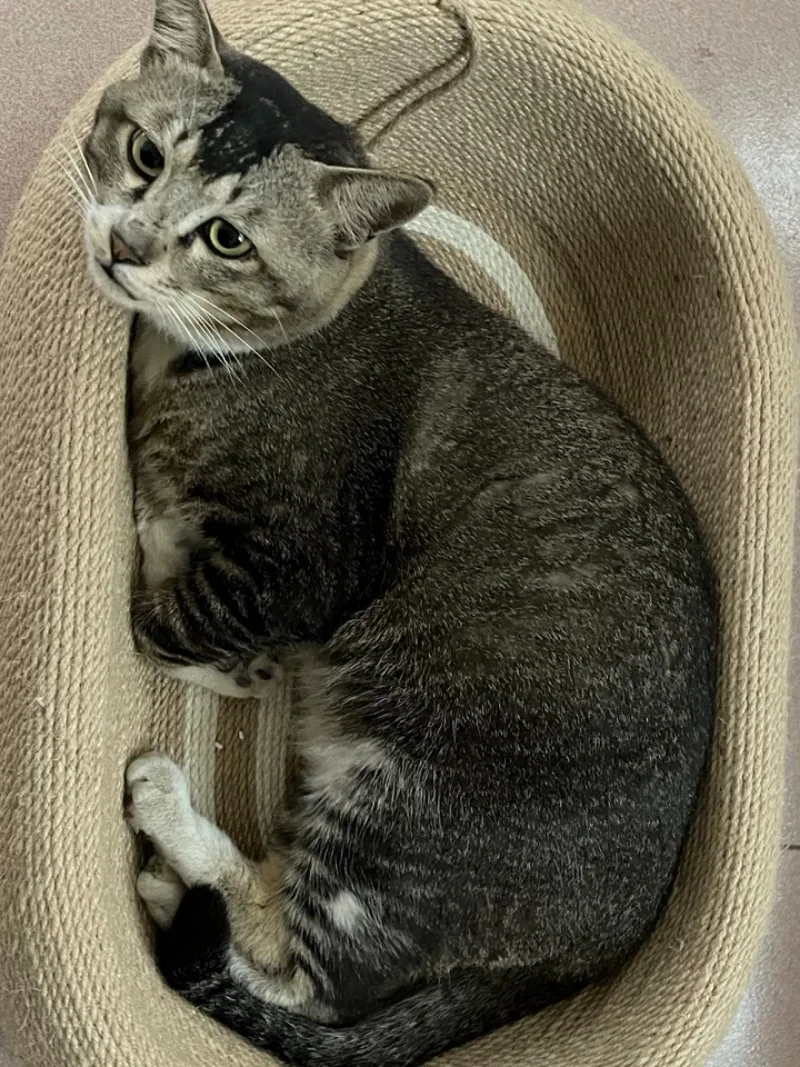 For Sisal Cat Scratching Board   Nest Wear Resistant Crumb Free Anti-Scratch Hemp RopeBed For Indoor Kitten Rest & Claw Care
