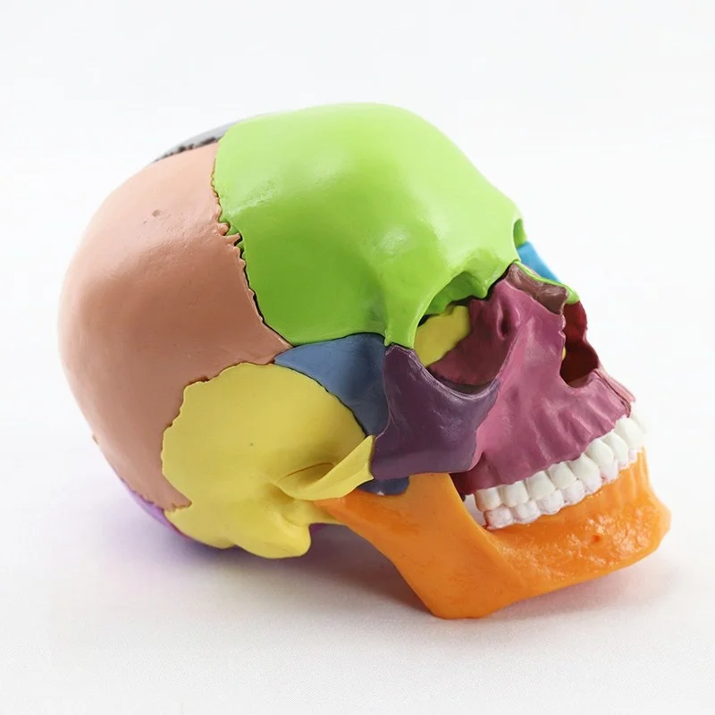 Disassembled Skull Model Anatomical Detachable Human Model for Study Learning Color Medical Model Desktop Ornament