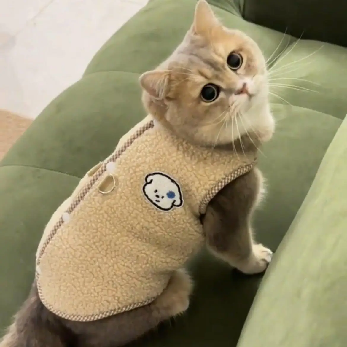 Ropa Forrada de Felpa, Abrigo Cálido de Invierno Antipelusas para Perros Toyger Blue de Pelo Corto Británico, Ropa para Mascotas