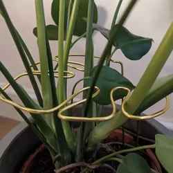 Poteau de support Monstera en forme de bambou, support de plante décoratif, Pys, installation facile, robuste