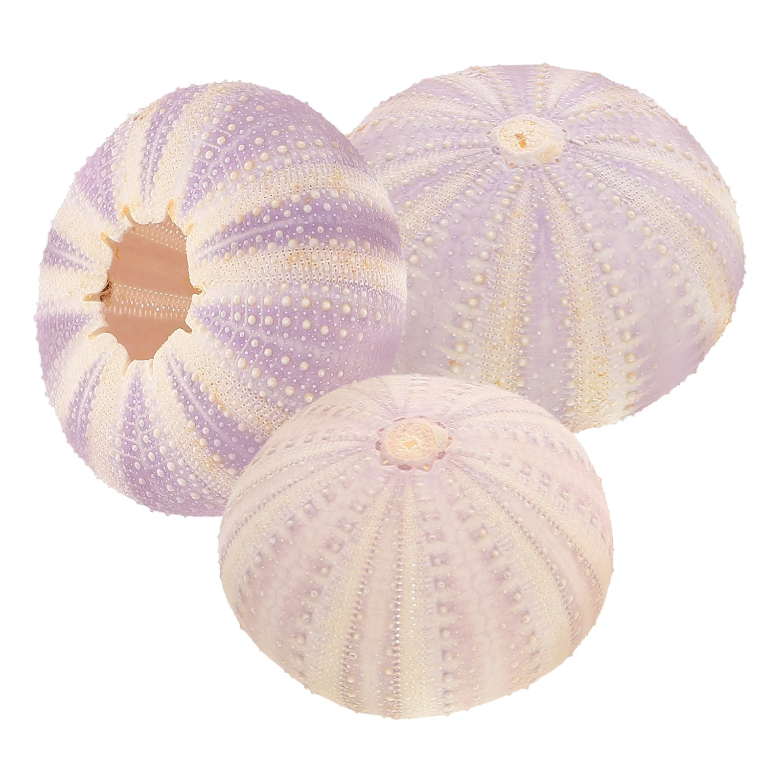 

3Pcs Sea Urchin Shell Natural Air Planting Pots Small Desktop Plant Holders Succulent Container Decorative Shell Ornament