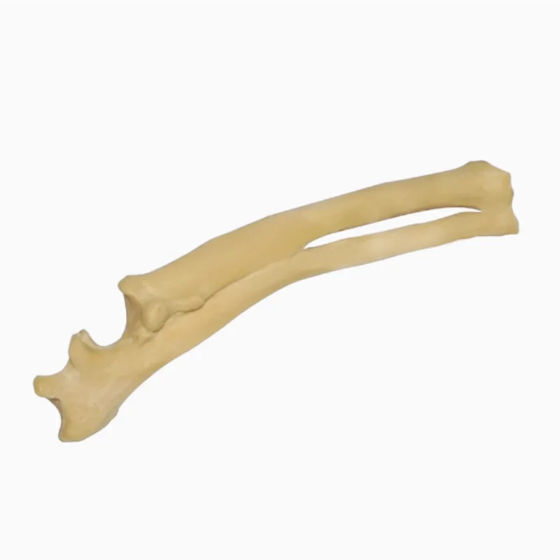 Dog ulna radius animal orthopaedic surgery Demonstration Exercises Simulated bone exercises with bone pet vet PU foamed bone