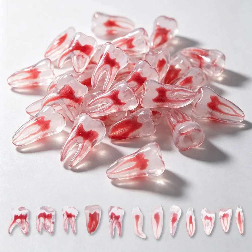 Modello Dentale 3D per Endodonzia, Canale Radicolare Curvo, Cavità Pulpare, Modello di Addestramento in Resina, Modello per Studio ed Esercizio Endodo