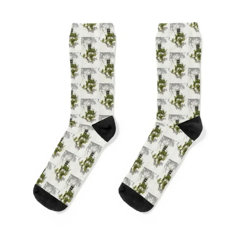 Special Gardening Creativity - Instantly Adorable African Daisies on a Stucco Wall Socks man soccer anti-slip Man Socks Women's