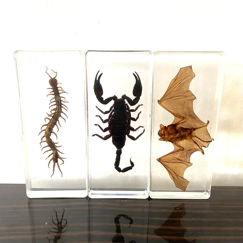 Resin Insect Specimen Handicraft Centipede Spider Beetle Scorpion Biological Sample Boy Bat Gift