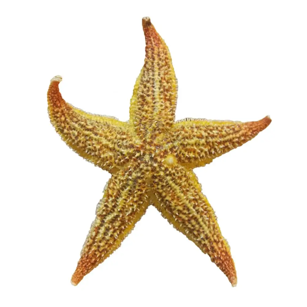 2Pcs 10-16cm Natural Dried Starfish Ornaments Sea Star Beach Craft For DIY Decor Wedding Party Home Photo Props Decoration