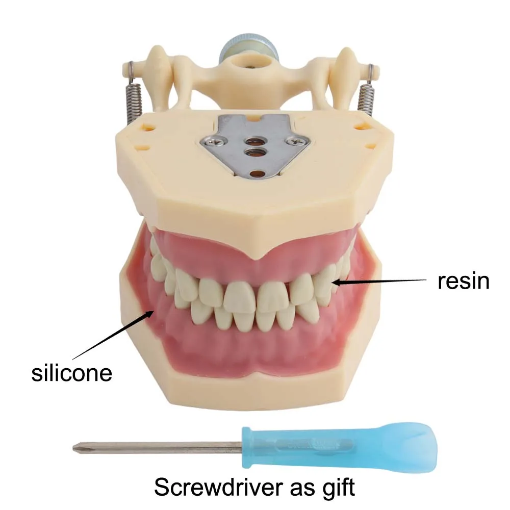 32-zębowy model dla technik praktyka szkolenia Typodont standardowy model dentystyczny zęby Model dydaktyczny miękka guma styl Frasaco