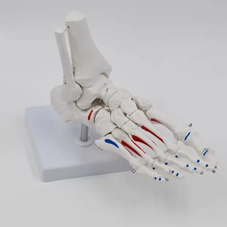 Simulation 1:1 human foot joint model, ankle joint and foot bone medical teaching rehabilitation department skeletal model