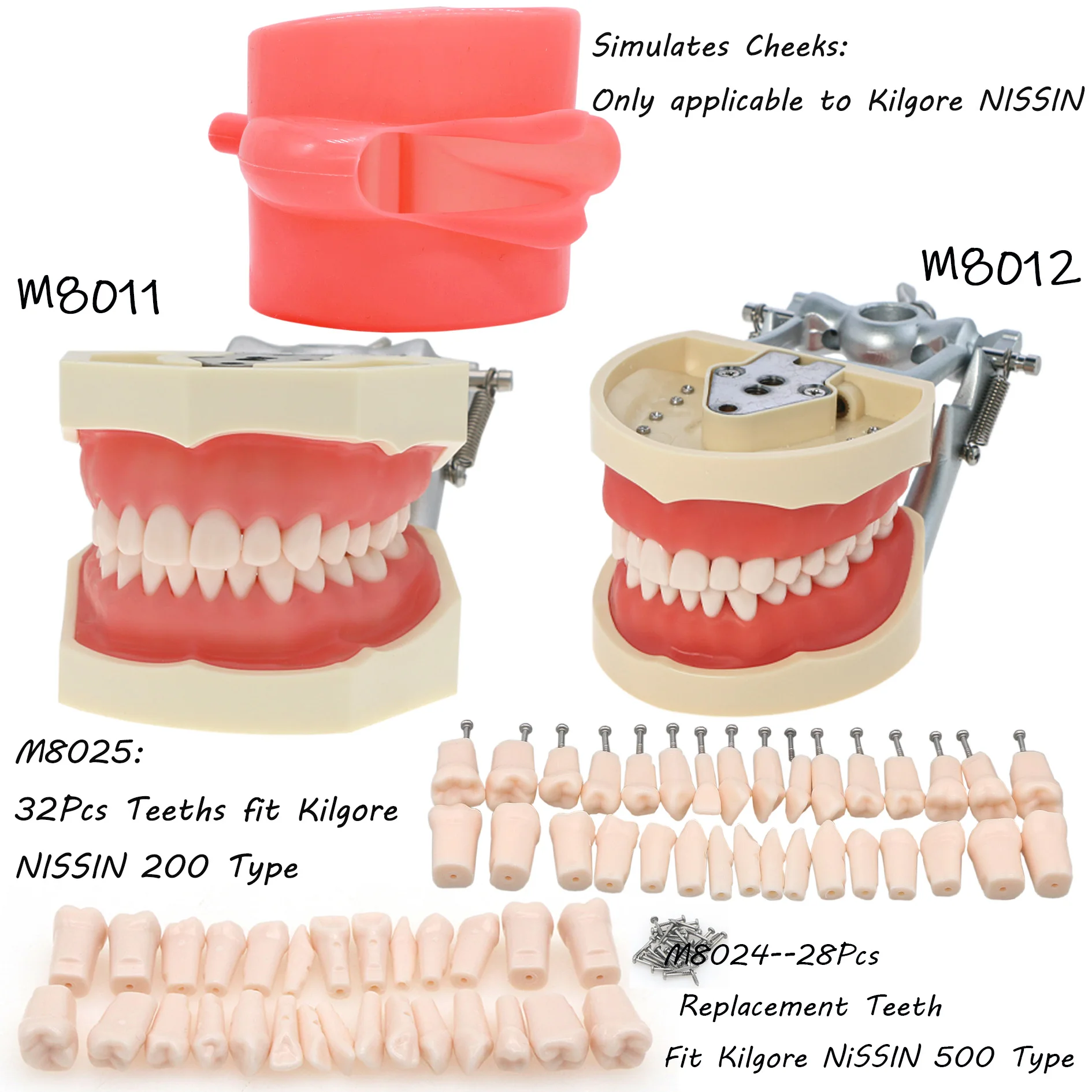 

Dental Teaching Model Training Typodont Tooth Model Removable Resin Teeth fit Kilgore NISSIN 200/500 Type Simulation Cheek M8011