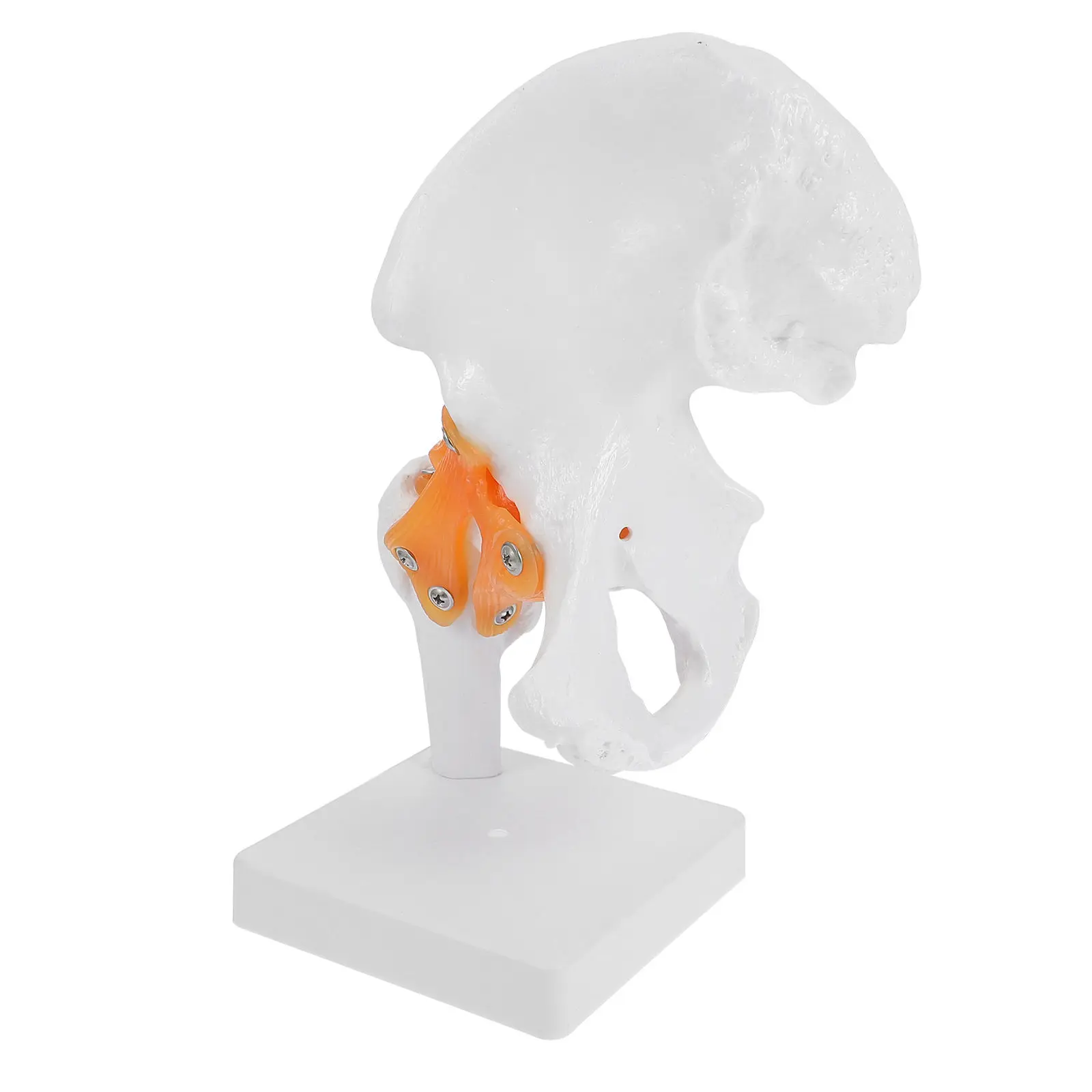 

Анатомическая модель человеческого скелета из ПВХ, 1 шт., для обучения, медицинских исследований, визуальное пособие, модель суставов