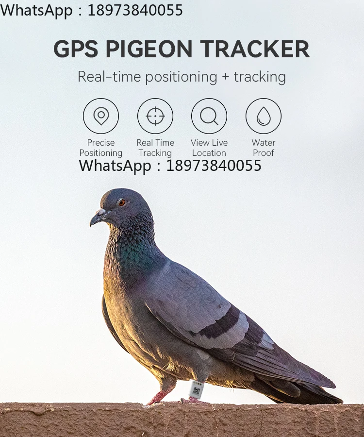 Anel de pé de rastreamento GPS de pássaro GPS Tracker para voar ao ar livre de pássaros