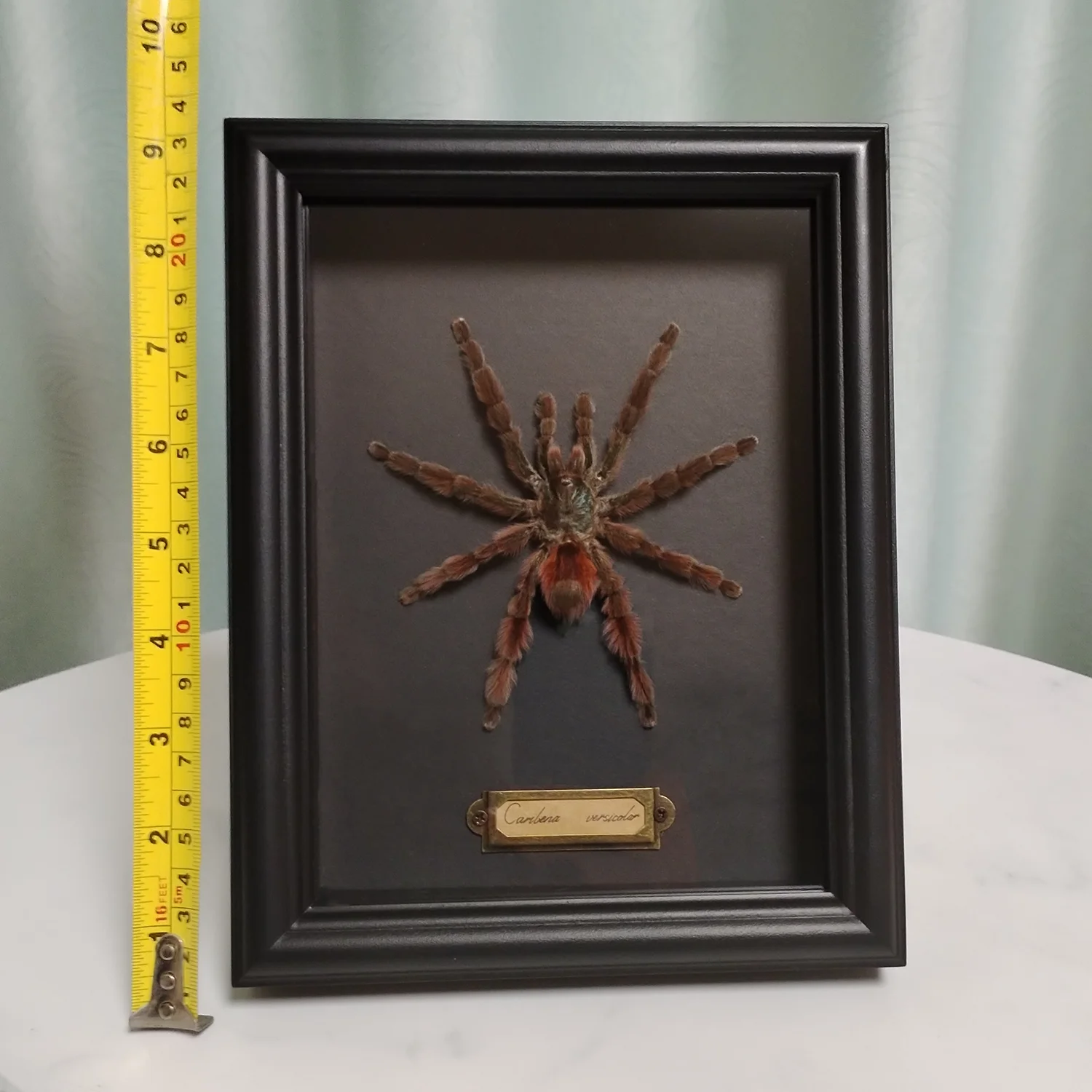 Latin America Authentic Theraphosidae Taxidermy Real Bird-eating Spider Specimen Colorful Animal Framed Collection for Science