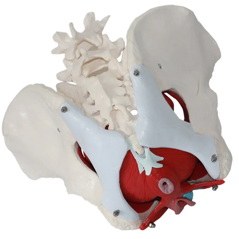 Magnetics Female Pelvic Perineum Anatomy Model, Removable Organs Pelvic Floor Muscle Teaching Model