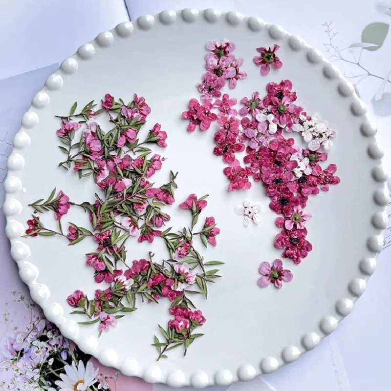 

60pcs Pressed Dried Leptospermum scoparium Flower Herbarium Resin Epoxy Jewelry Bookmark Fan Frame Phone Case Face Makeup Lamp