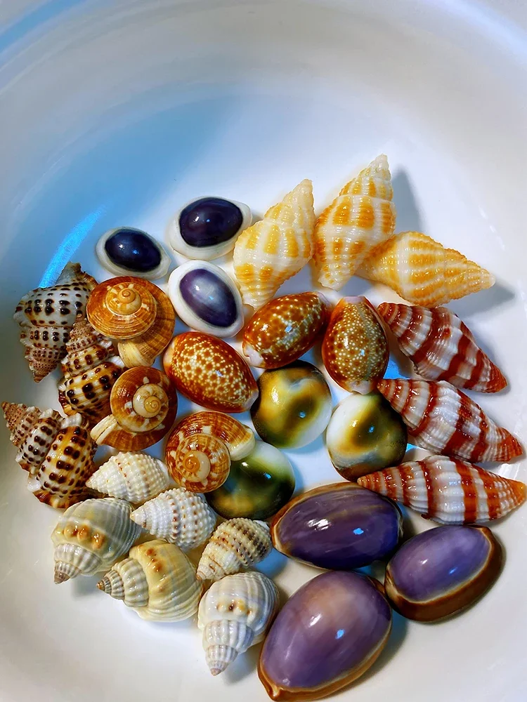 Ten Varieties of Shell and Conch Assemblage Shell and Conch Collection Specimens