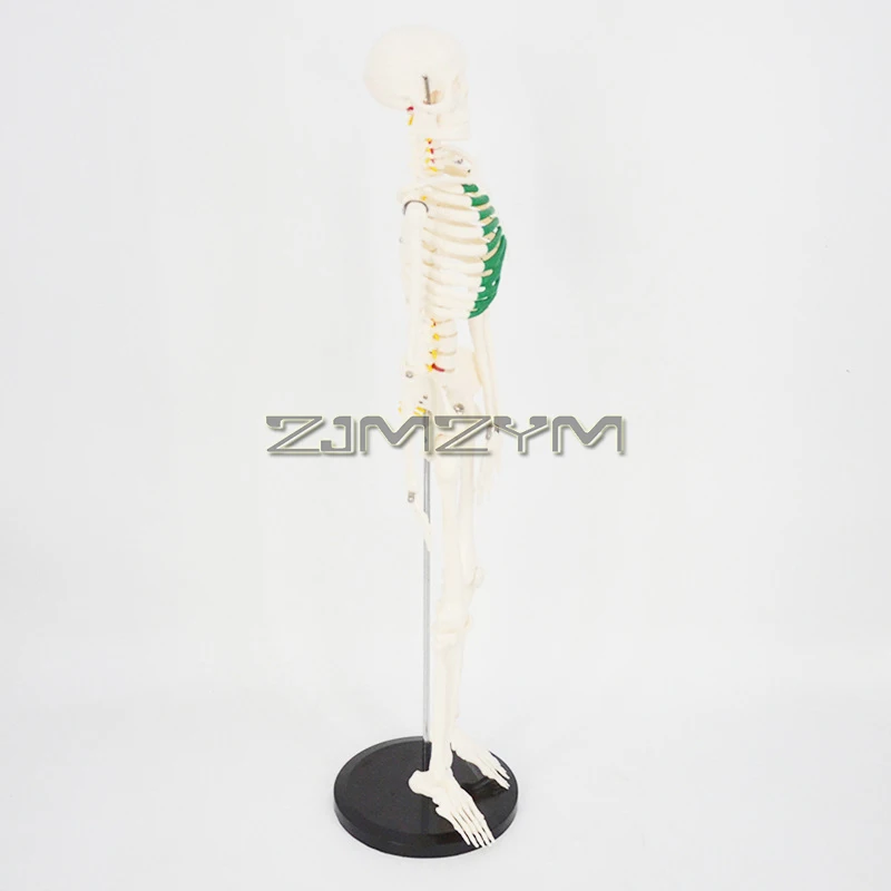 Human Skeleton Model for Anatomy- 85CM Human Skeleton Model with Nervous System Green Sternum for Medical Study and Display