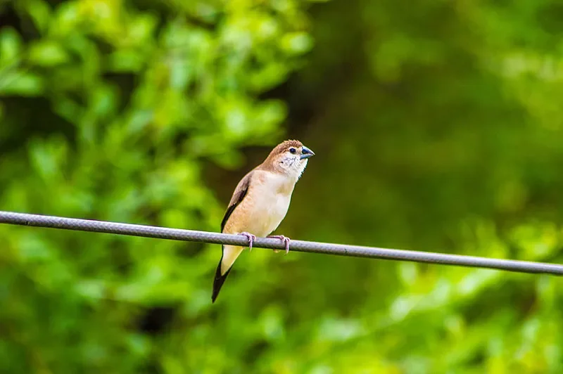 

SL-8026A Poseidon 2.4G RC Speedboat - High-Speed Electric Wireless Water Toy for Kids