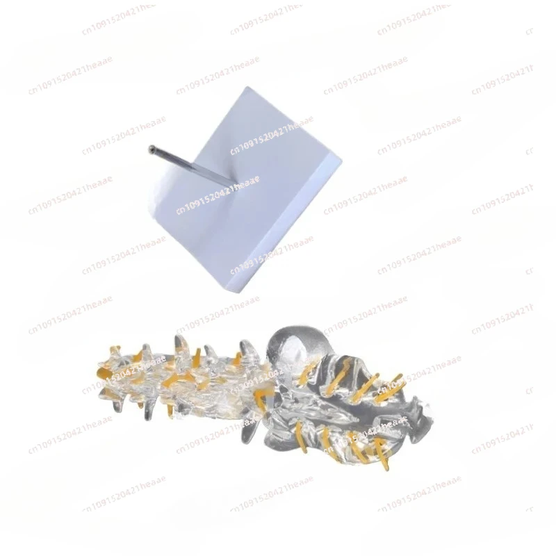 Suitable for Transparent Lumbar spine model with Tailbone Intervertebral disc  nerve Sacrum Tail vertebra Orthopedic 3D teaching