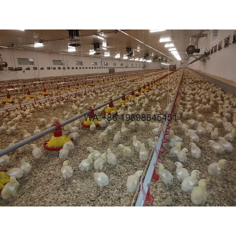 Wmwmnu Automatic Poultry Feeders and Drinkers for Chickens Farm Equipment Providing Efficient Chicken Feedings