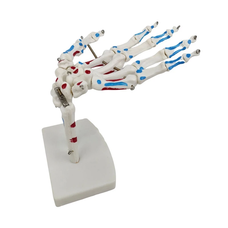 Hand Joint Model Palmar Bones Anatomy Muscle Model With Wrist, Ulna, Hinged Hand Bones