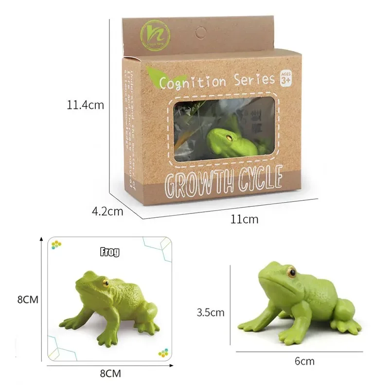 1 Box Animal And Plant Growth Cycle Examples Children Toy Insect Models Montessori Learning Aids