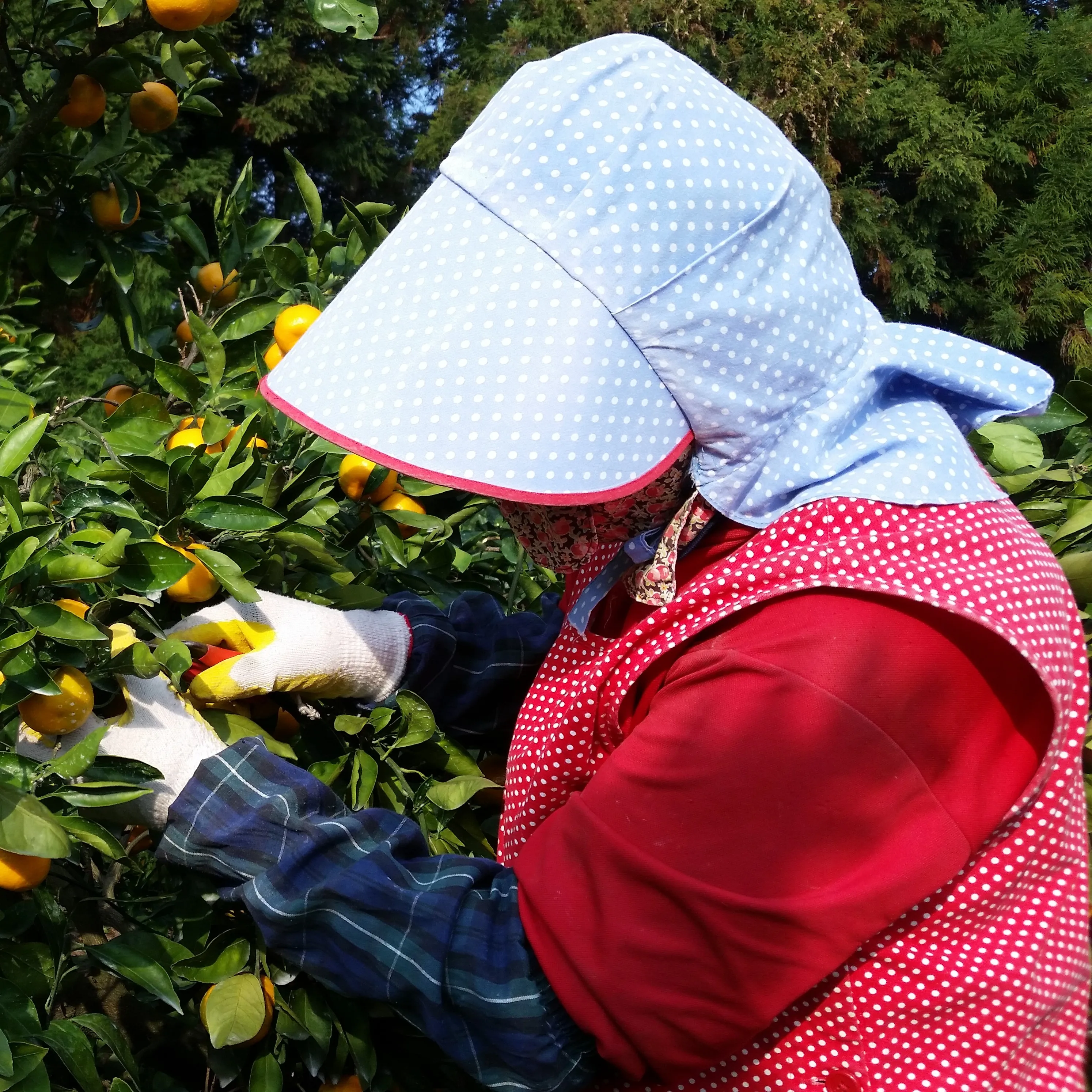 [خاص لفترة محدودة] محتوى السكر اليوسفي جيجو المحدد، حجم كبير 3/5 كجم