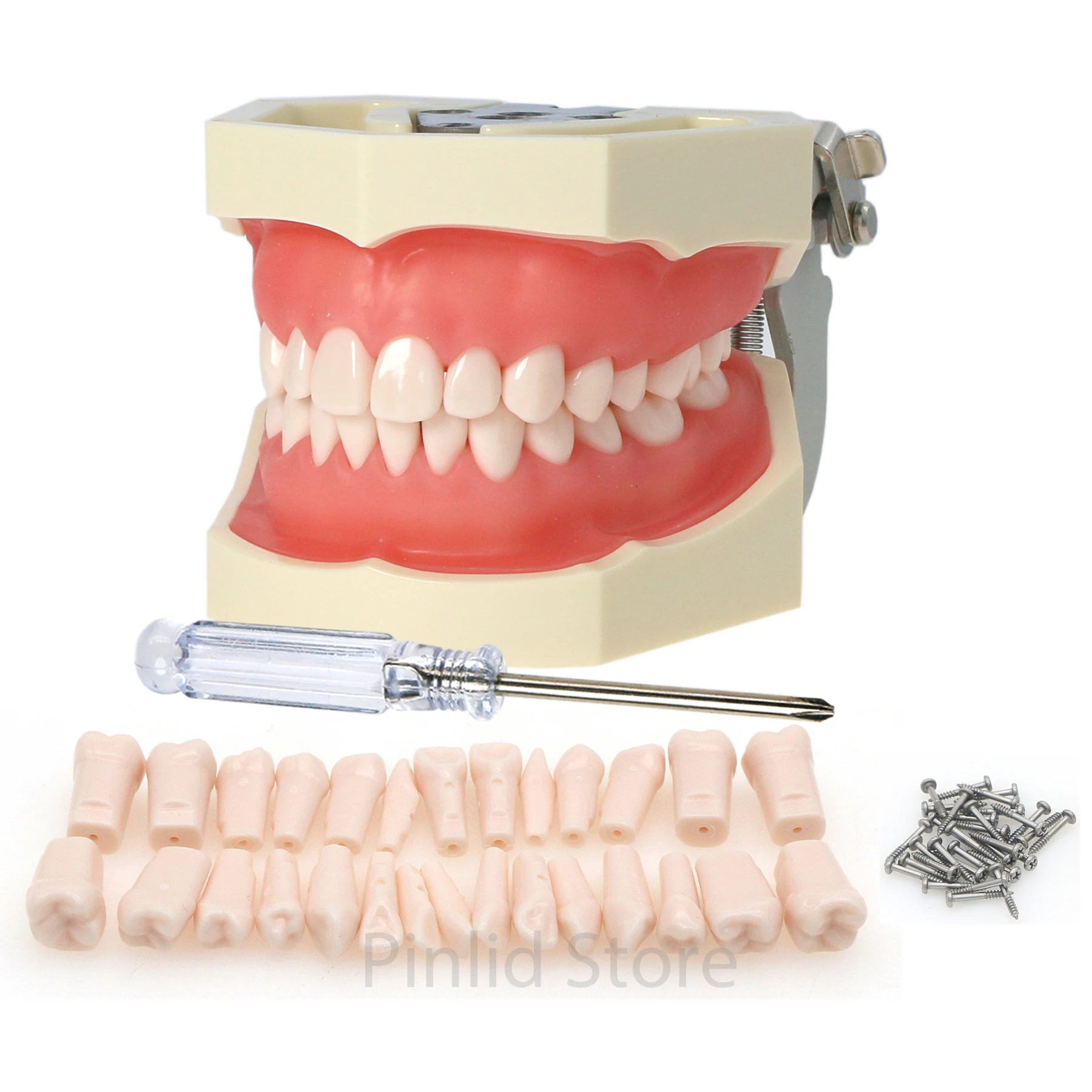 Dental Model Removable Screw-in Teeth Compatible with Screwdriver, 28 Pieces For Teaching Dental Research