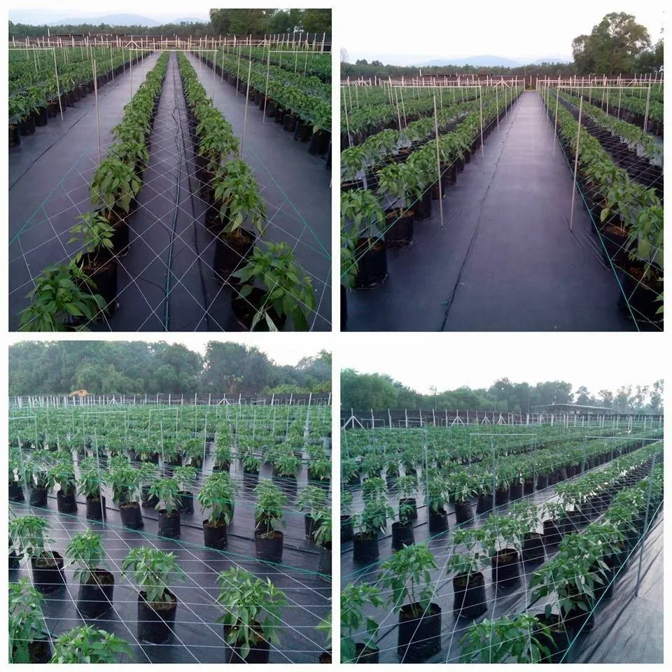 Biodegradable Plastic Weedmat Net Agriculture Control Weed Net Garden Ground Cover