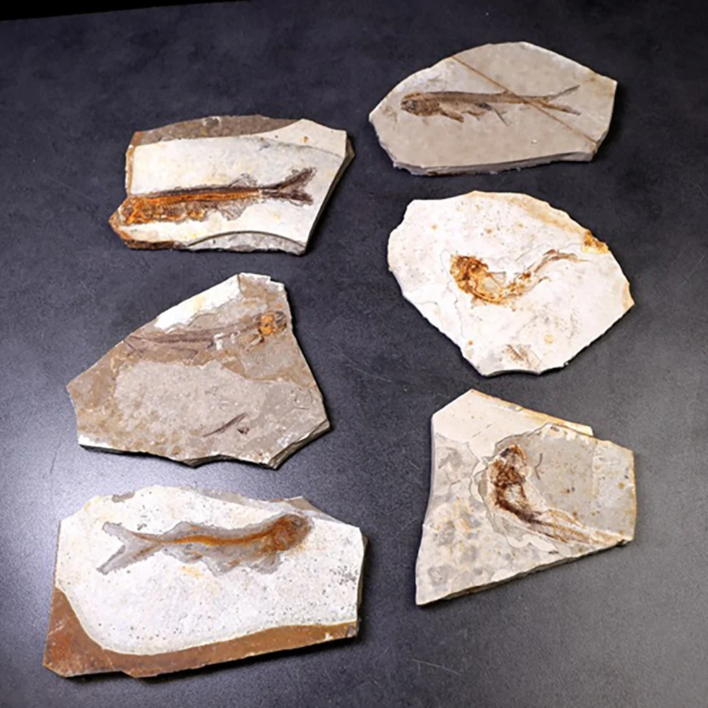 Ornament Specimen Adornment Sample Dining Table Resin Fish Desktop Fossilized Child