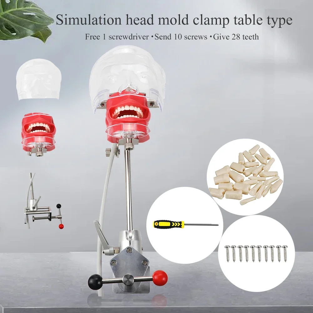 Dental Simulator Nissin Manikin Phantom Dental Phantom Head Model with 28Pcs Teeth New Style Bench Mount For Dentist Education