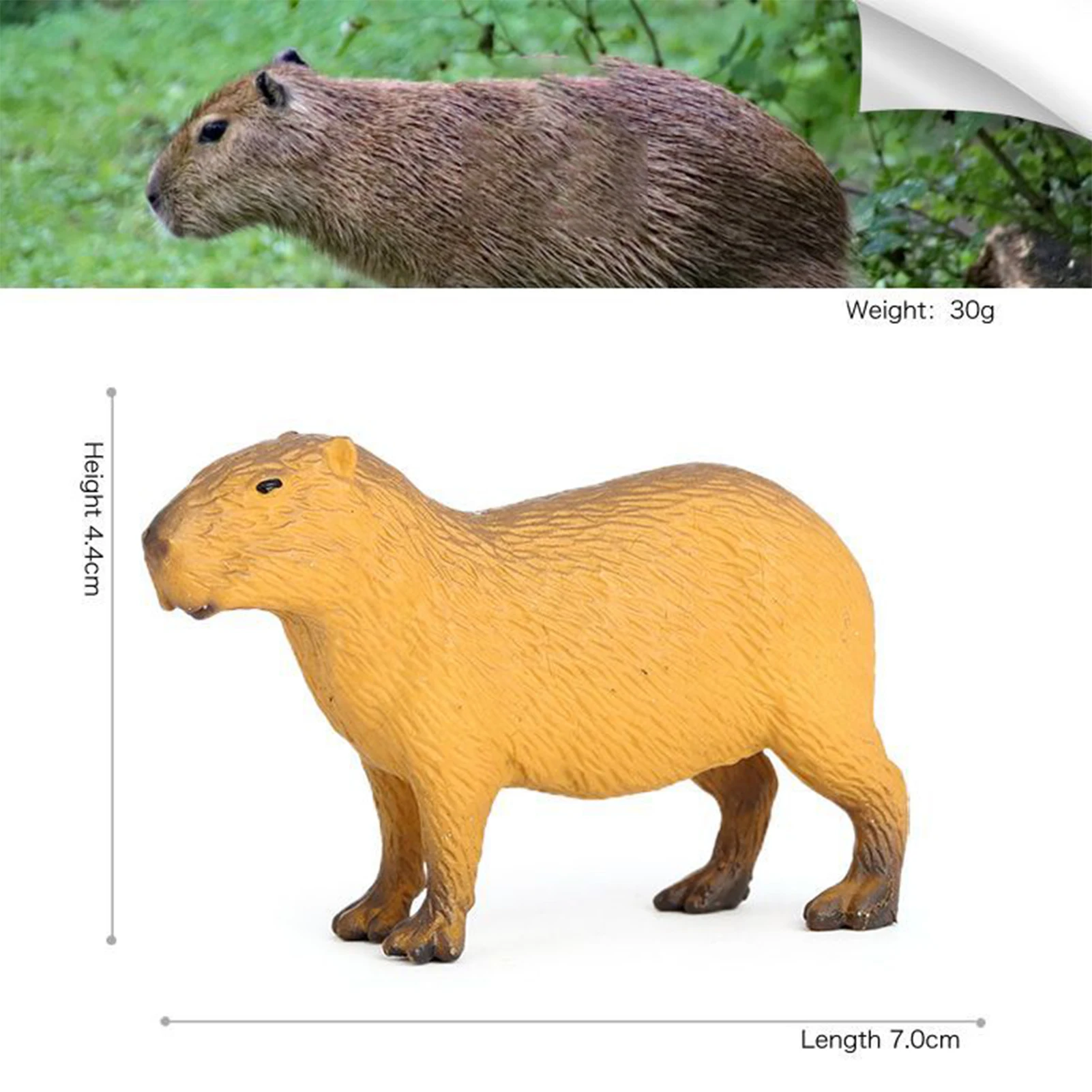 Simulation Capybara Figures Ornaments Lovely Educational Wildlife Animals Model Toy for Kids Scientific Cognitive Toys