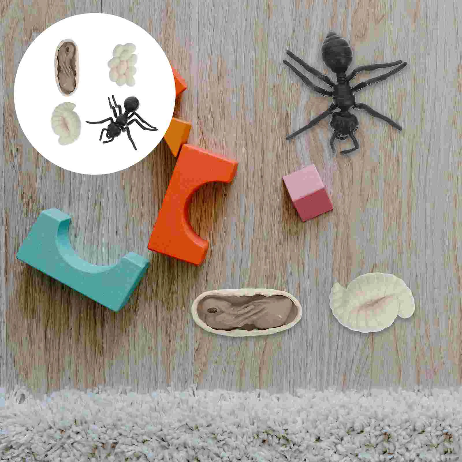 

1 Set Growth Ornaments Worker Ants Display Models Educational Playthings Worker-ants Growth Cycle Models