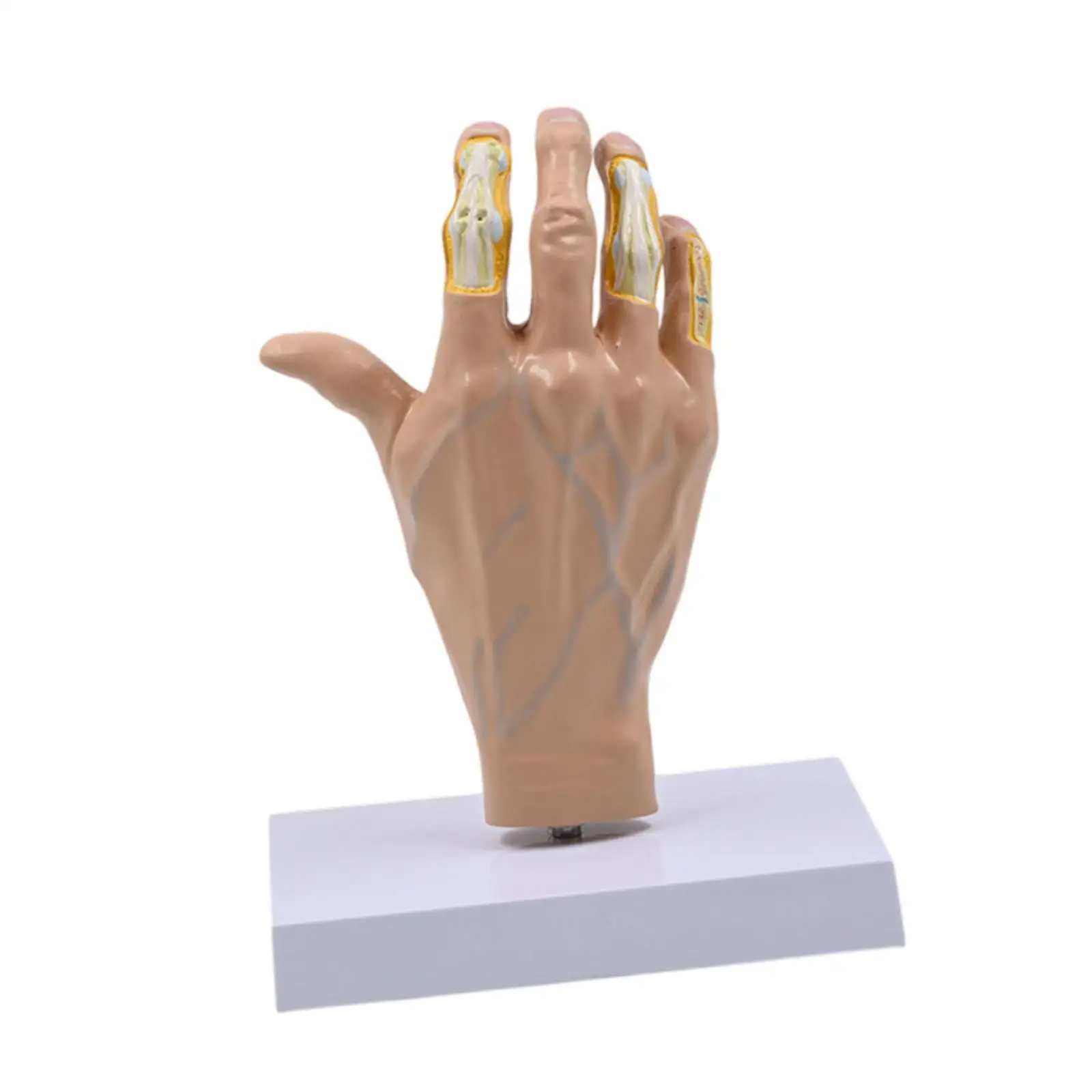 

Human Hand Model Realistic,Lightweight,Medical Training Education Teaching Aid Scientific Skeleton Model for Science Display