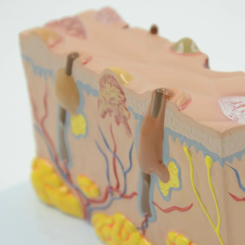 Human stereopathology skin anatomy model demonstration tool
