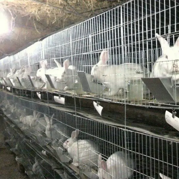 Water System for Rabbit Cages Eco Friendly Outdoor Rabbit Cages Rabbit Cage with Automated Conveyor Belt