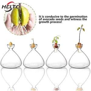 مزهرية زجاجية شفافة لزراعة النباتات ، بادئ بذور الأفوكادو ، مجموعة لمحبي البستنة ، 1 قطعة أفضل 6 مزهريات مقبرة مبيعا - رقم 6