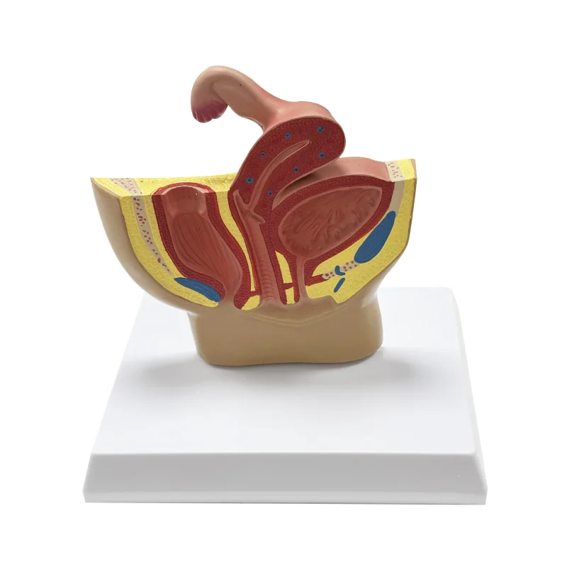 女性用矢状骨盤解剖モデル、女性生殖器系子宮モデル