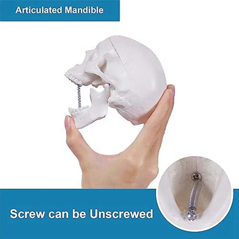 Model Tengkorak Manusia Mini ABLJMini, Model Tengkorak Anatomi 3 Bagian dengan Tutup Tengkorak yang Dapat Dilepas dan Mandibula Artikulasi