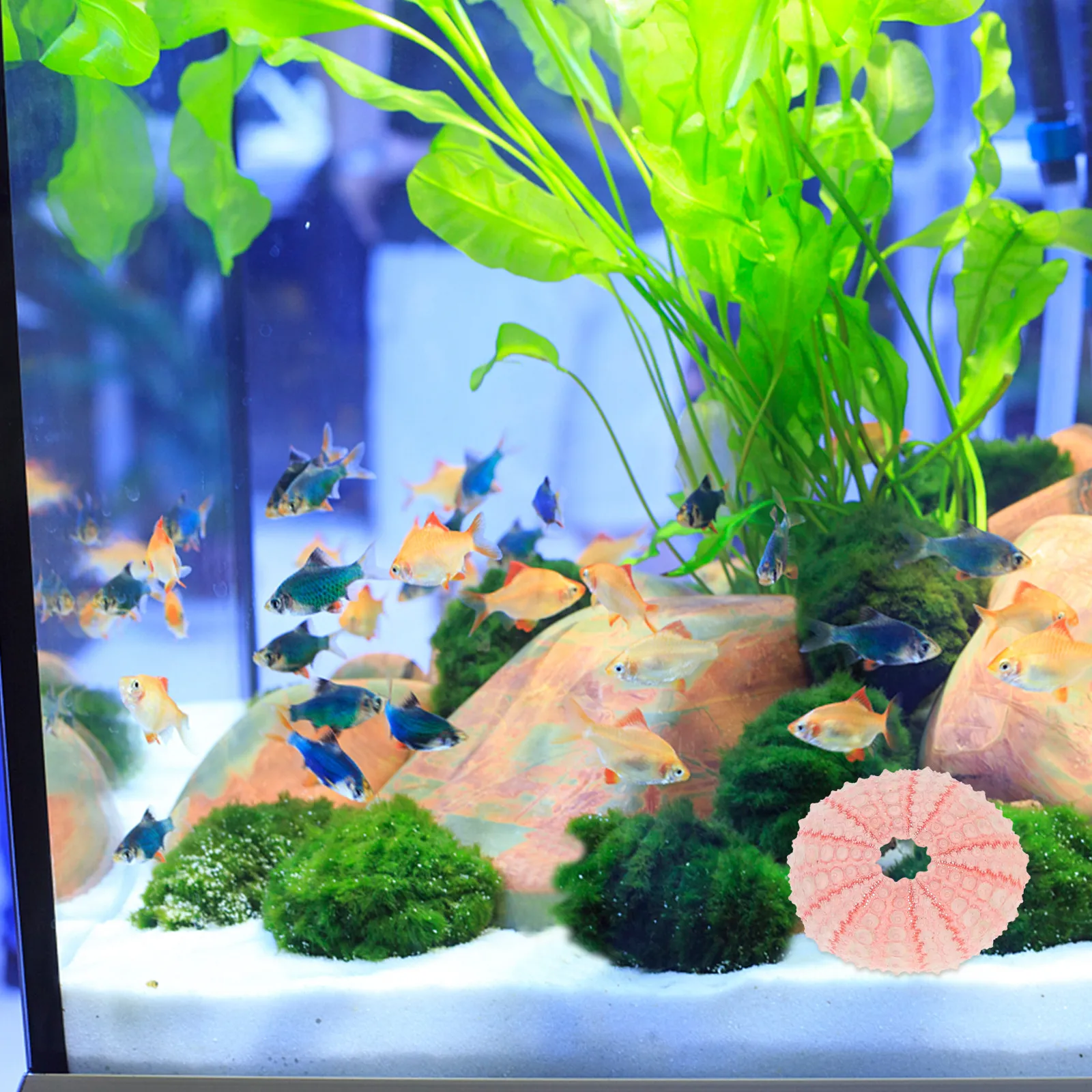 Sea Urchin Shell Ornaments 5pcs for Aquarium, Fish Tank, Home & Desk Decor