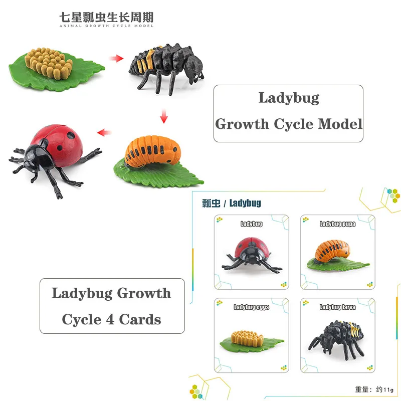 โมเดลการเติบโตของสัตว์ขนาดเล็ก ตัวละครแอคชั่น กบ เต่า ไก่ การ์ดวงจรชีวิตสัตว์ ของเล่นเสริมพัฒนาการเด็ก ของตกแต่ง
