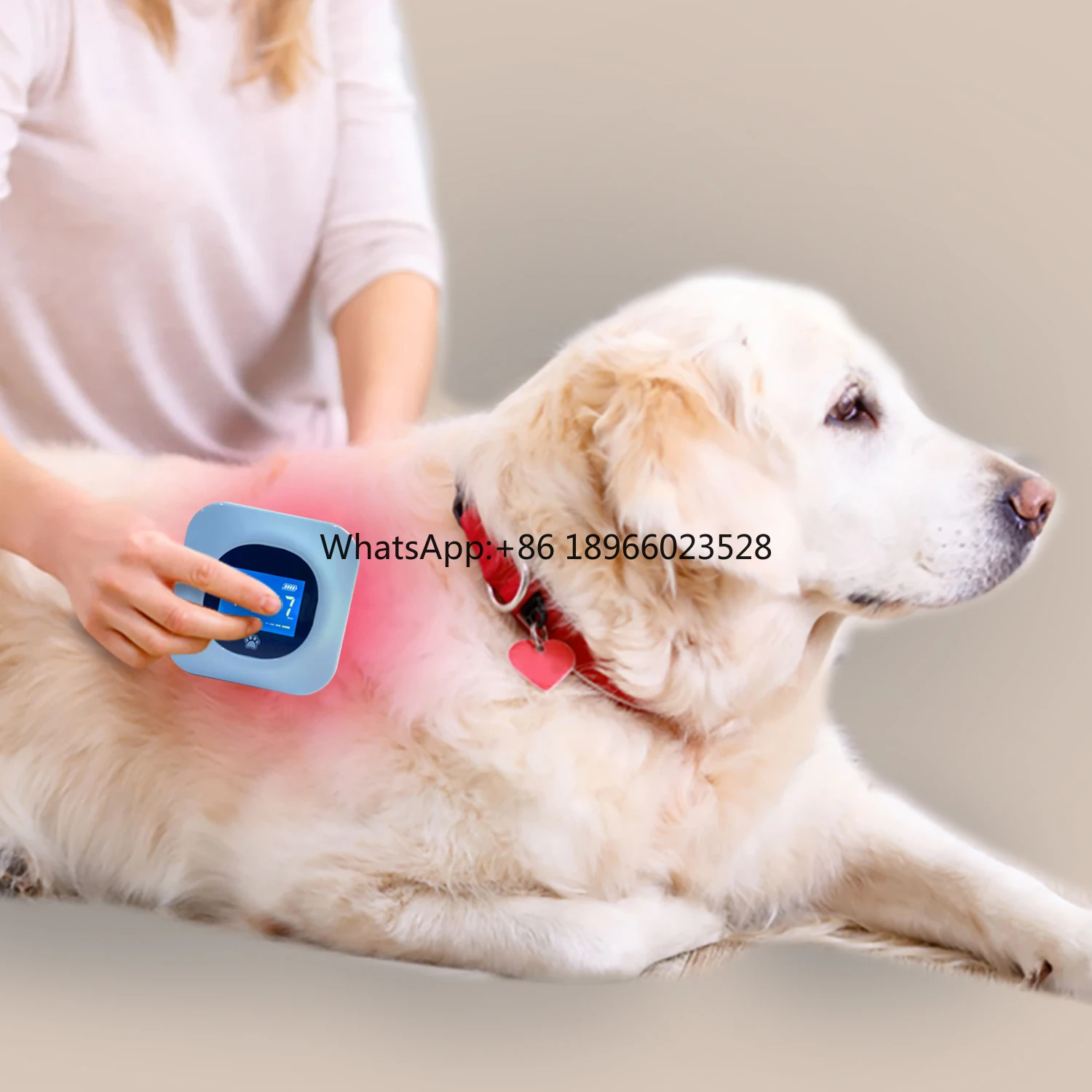 Dropshipping OEM ODM Accept Medical Grade Cold Laser Therapy Device for Dogs Pain Relief Anti Inflammatory