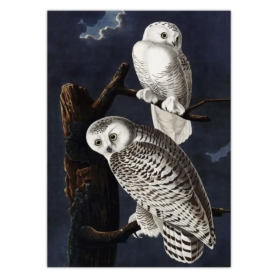 خمر الطيور قماش طباعة Audubon الطيور الملصقات الوردي فلامنغو ثلجي البومة بيليكان الأزرق هيرون الأبيض Egret حائط لوح رسم الفن