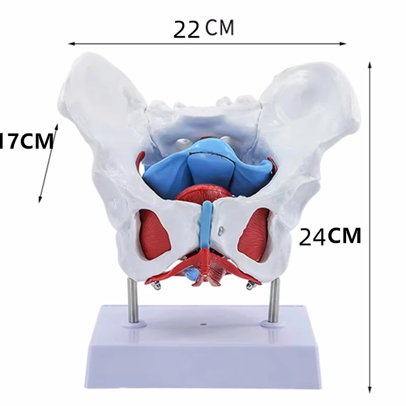 Life Size Female Pelvis Anatomy Model  Ovary Muscle Teaching Resources Educational Supplies Removable New 4 Removable Parts,