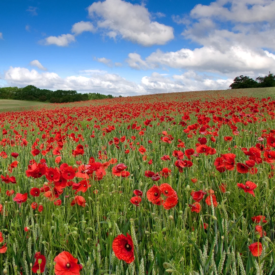 For Infiniti Q70 20…