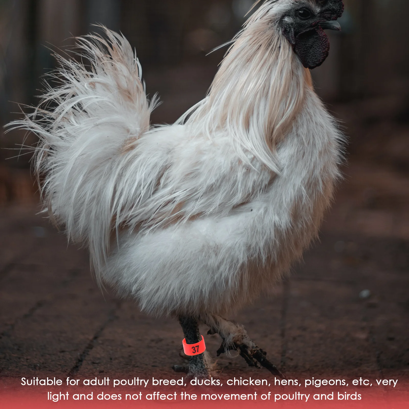 

100Pcs Pigeon Leg Rings Numbered Identification Durable Aluminum Foot Bands for Racing Pigeons Private Bird Markers